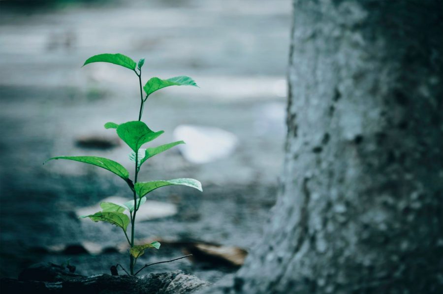 tree-planting