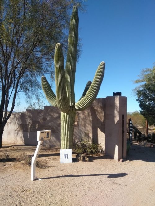 Buy Saguaro Cactus
